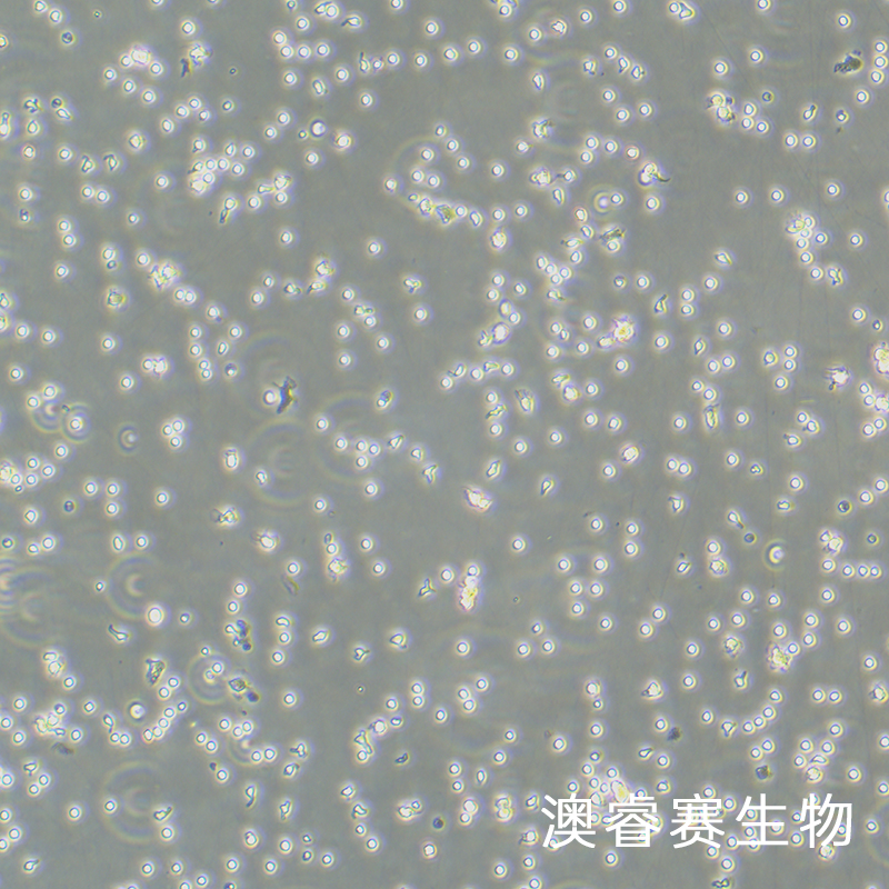 PBMC（人原代外周血单个核细胞）