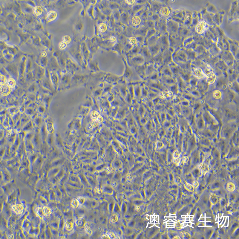 IPEC-J2（猪小肠上皮细胞）