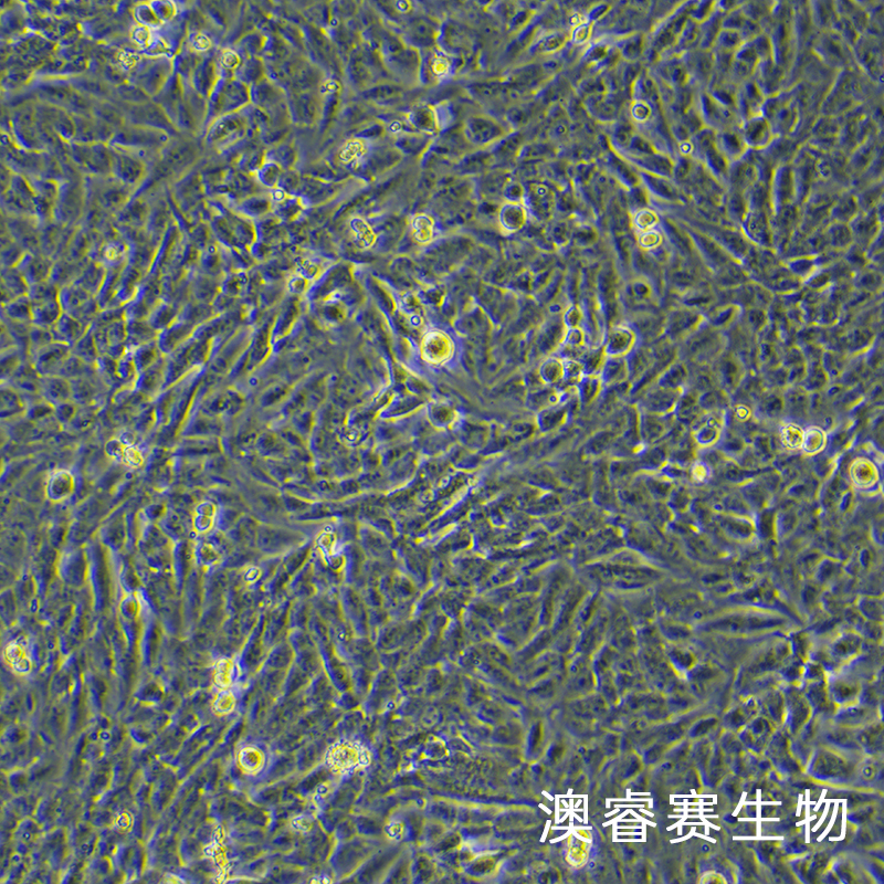 THLE-2（人正常肝细胞）