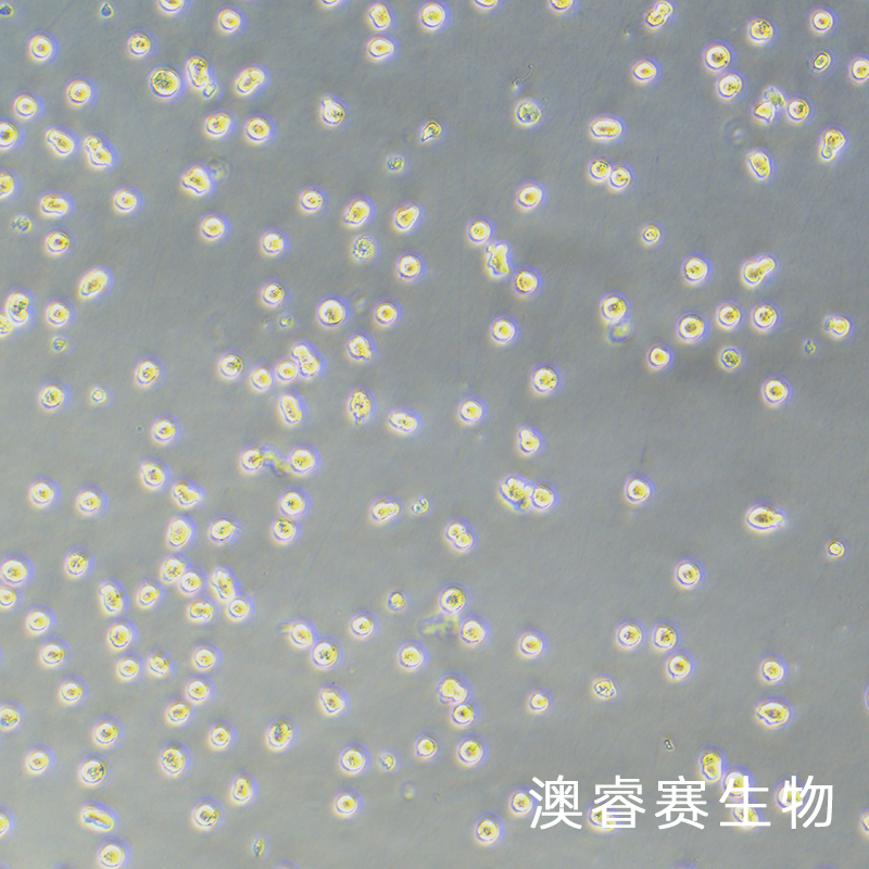 Mono Mac 6（人急性单核细胞白血病细胞）