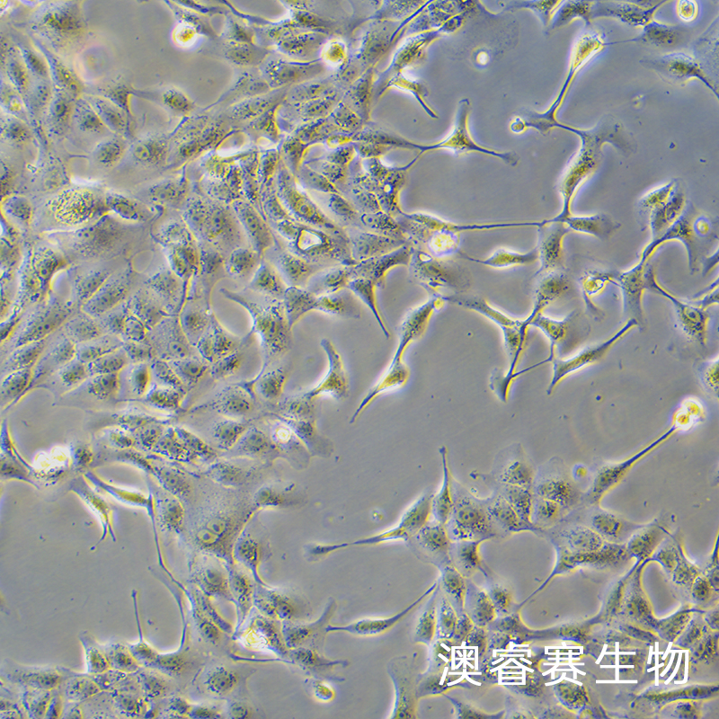 MDCK-II（犬肾细胞）