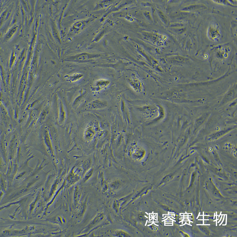 CCD18Co（正常人结肠组织细胞）