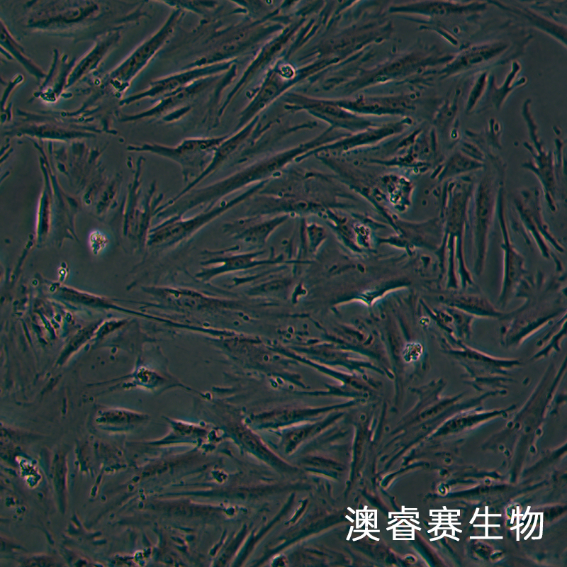 CCD18Co（正常人结肠组织细胞）