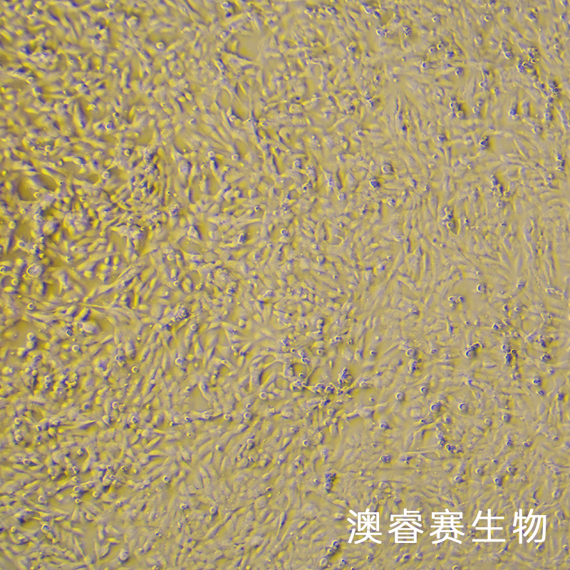 AC16（人心肌细胞）