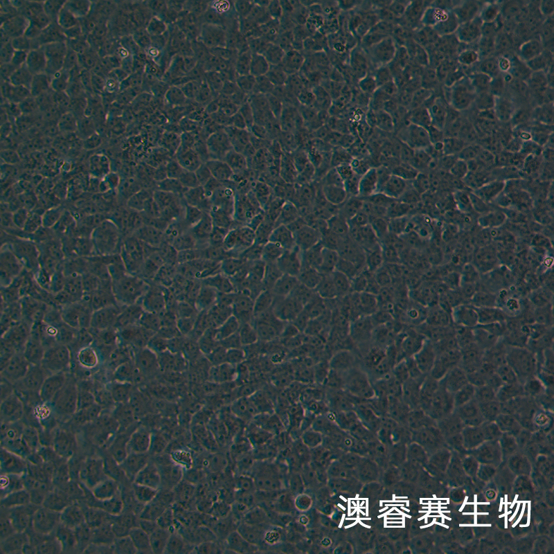 SRA01/04（人晶体上皮细胞永生系）