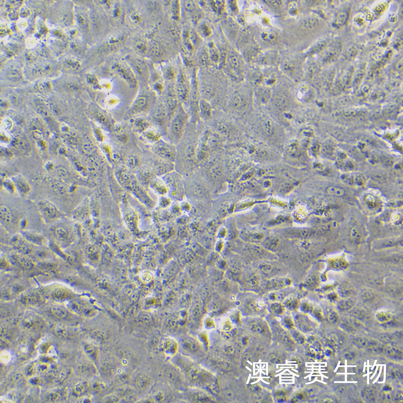 C28/I2（人正常软骨细胞）