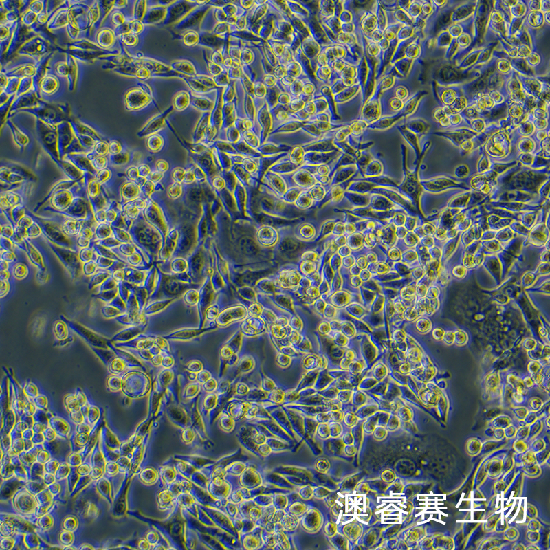 LA795（小鼠肺腺癌细胞）