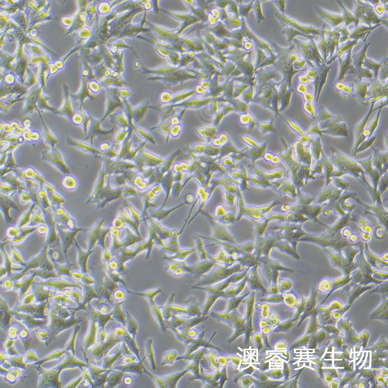 WRL68（人正常肝细胞）