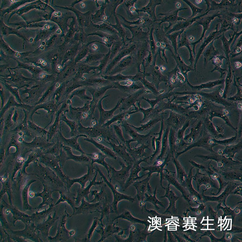 MA104（罗猴胎肾细胞）