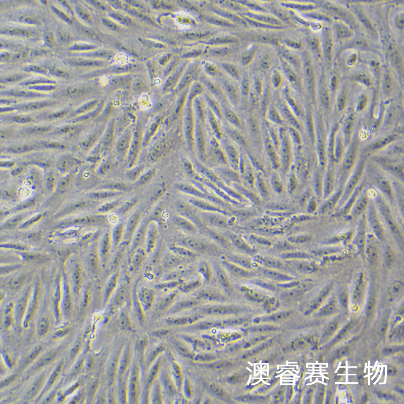 MA104（罗猴胎肾细胞）