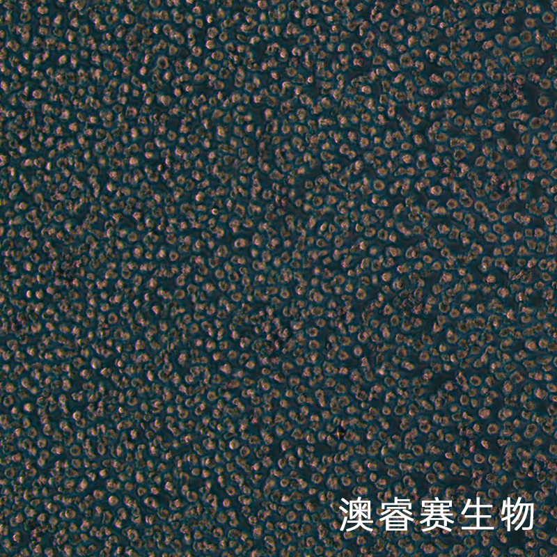 OCI-AML3（人急性髓细胞性白血病细胞系）