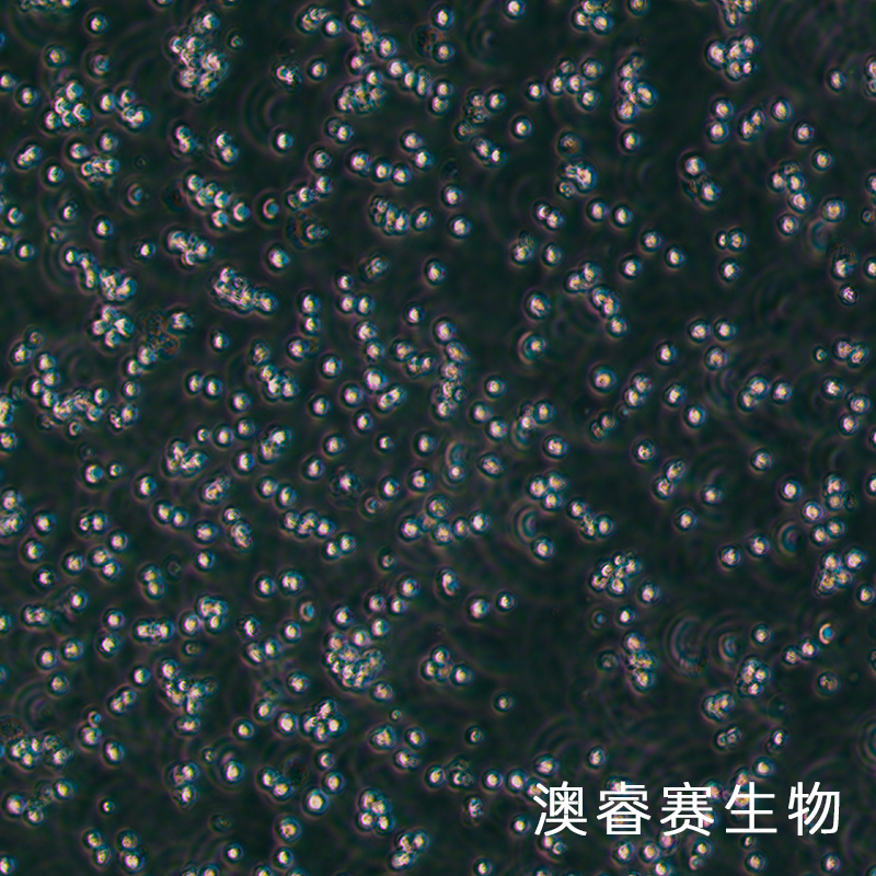 Mo7e（人巨细胞白血病细胞）