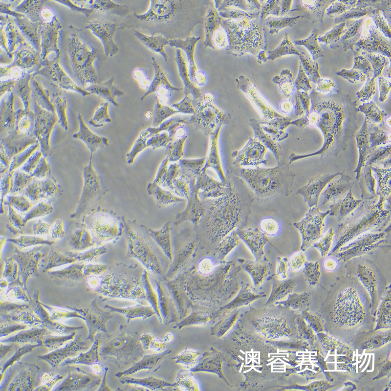 A375（人黑色素瘤细胞）