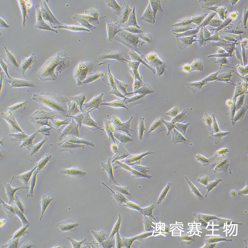WM266-4（人黑色素瘤细胞）