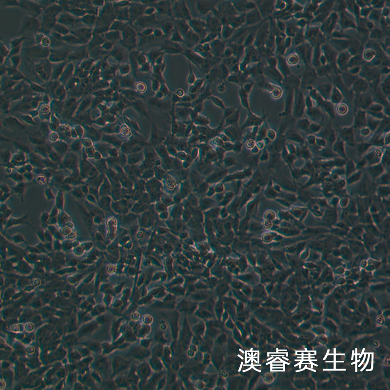 SH-SY5Y（人神经母细胞瘤细胞）