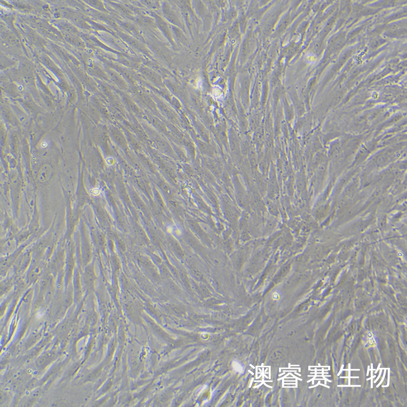 HPNE（人胰腺导管细胞）