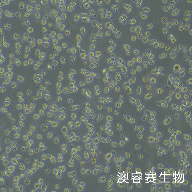 LUVA（永生化人肥大细胞系）