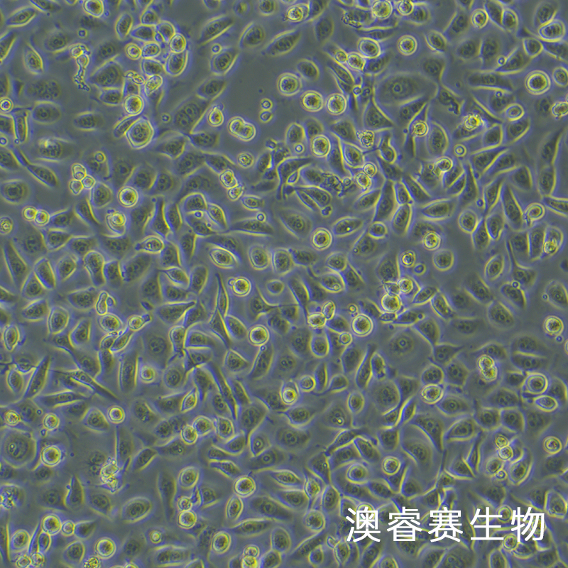 NCM460（人正常结肠上皮细胞系）