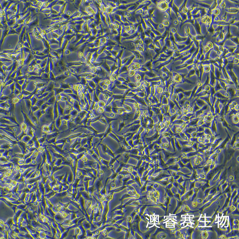 MC38（小鼠结肠癌细胞）