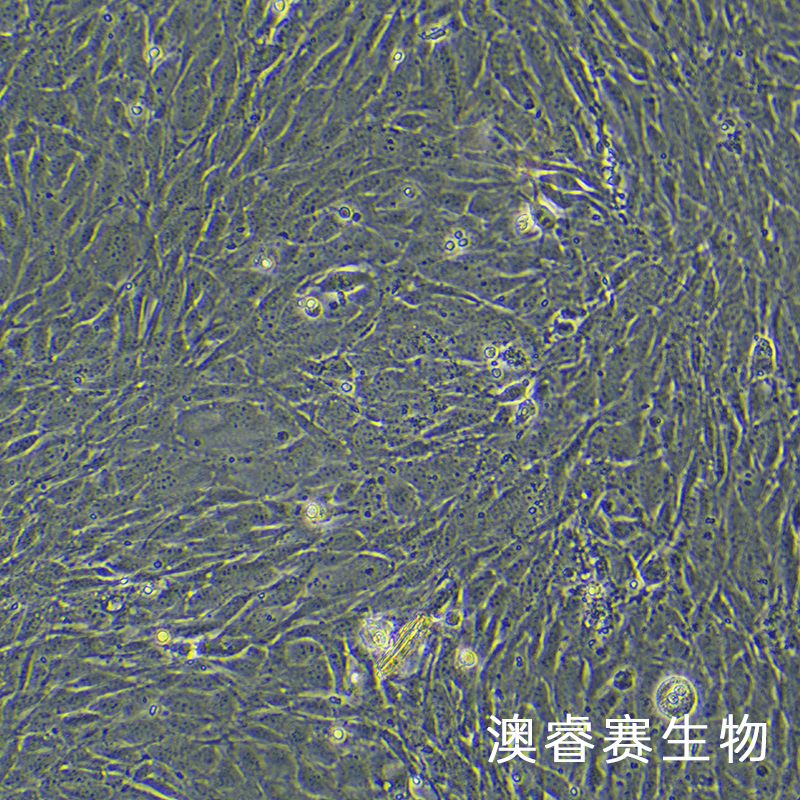 MC3T3-E1（小鼠胚胎成骨细胞前体细胞）
