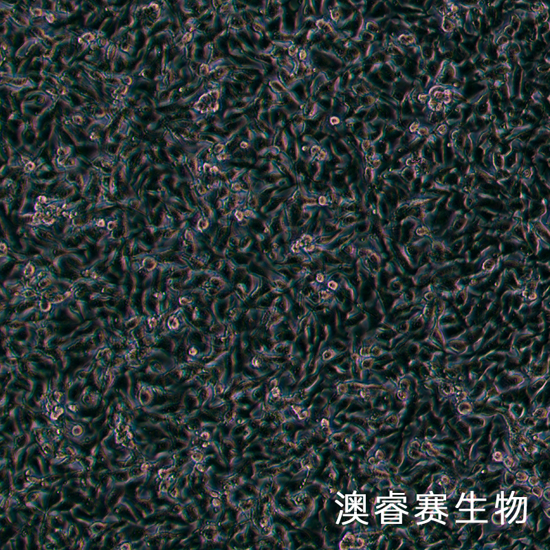 SCC7（小鼠鳞状细胞癌细胞）