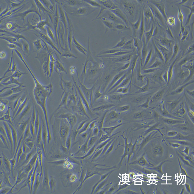 MAEC（小鼠主动脉内皮细胞）
