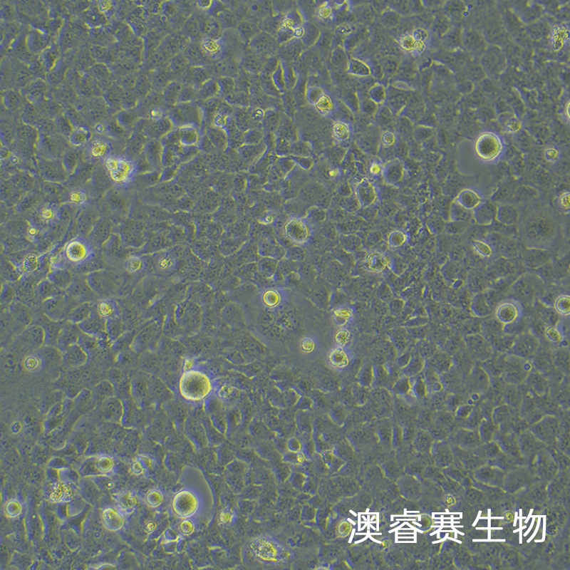 HMC3（人小胶质细胞）