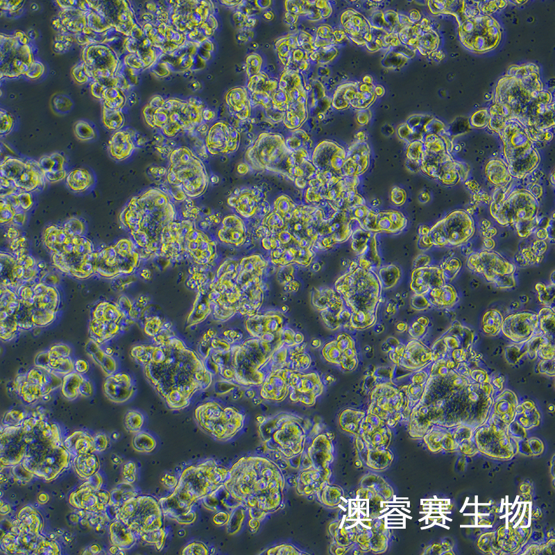 LS513（人结直肠癌细胞）