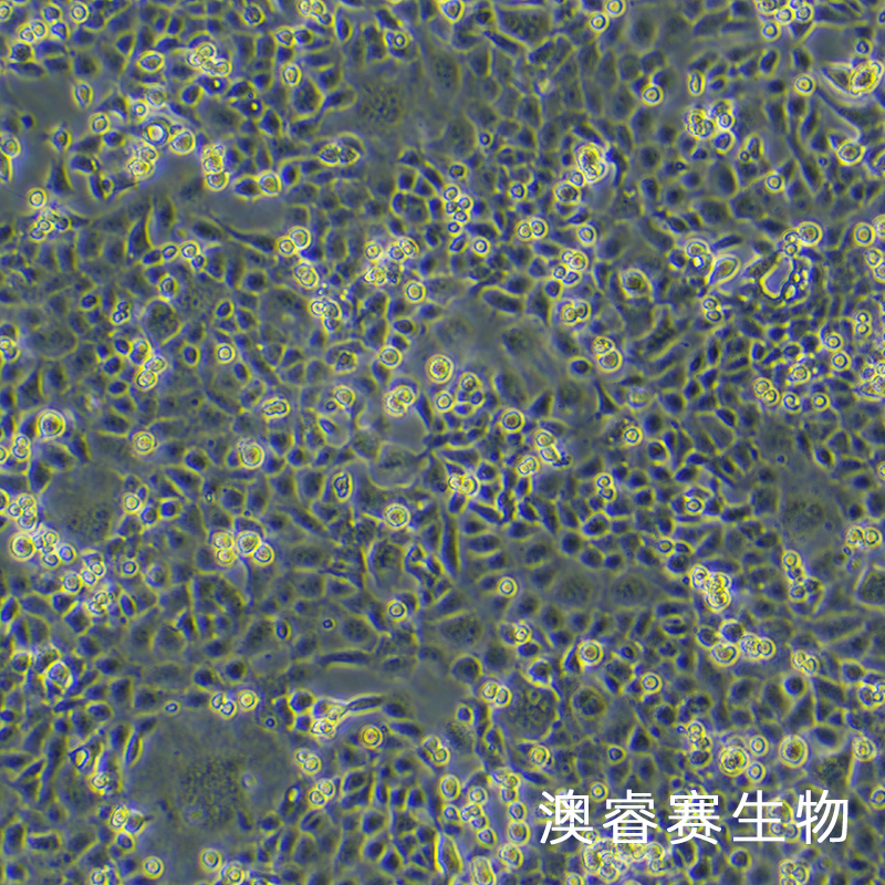 MLE-12（小鼠肺泡上皮细胞）