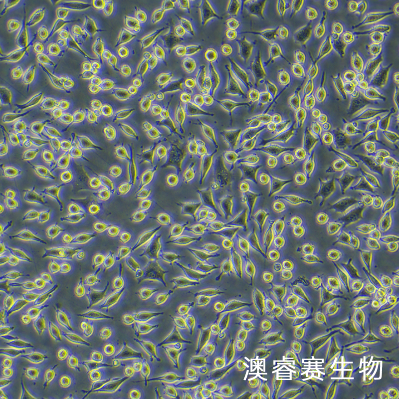 NCTC clone 929 [L cell, L-929]（小鼠成纤维细胞）