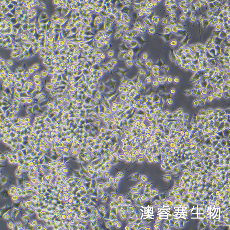 RLE-6TN（大鼠肺泡Ⅱ型细胞）