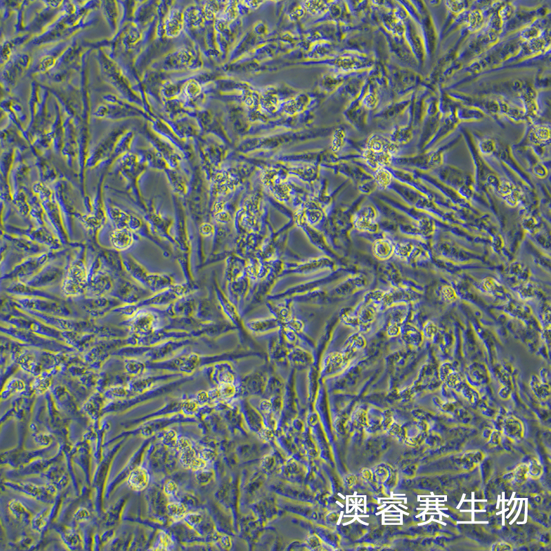 C643（人甲状腺癌细胞）