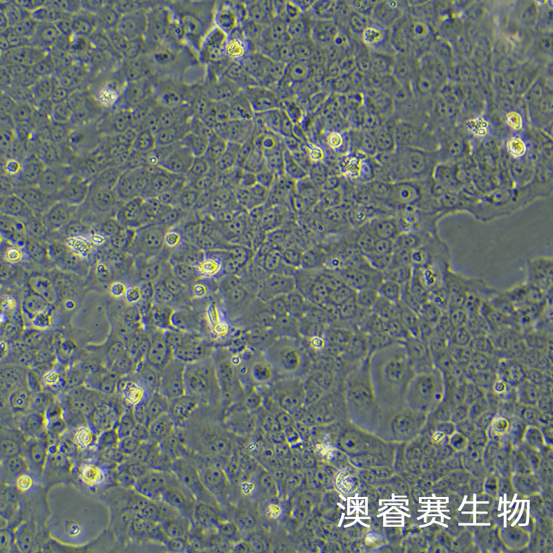 HT-3（人子宫颈癌细胞）