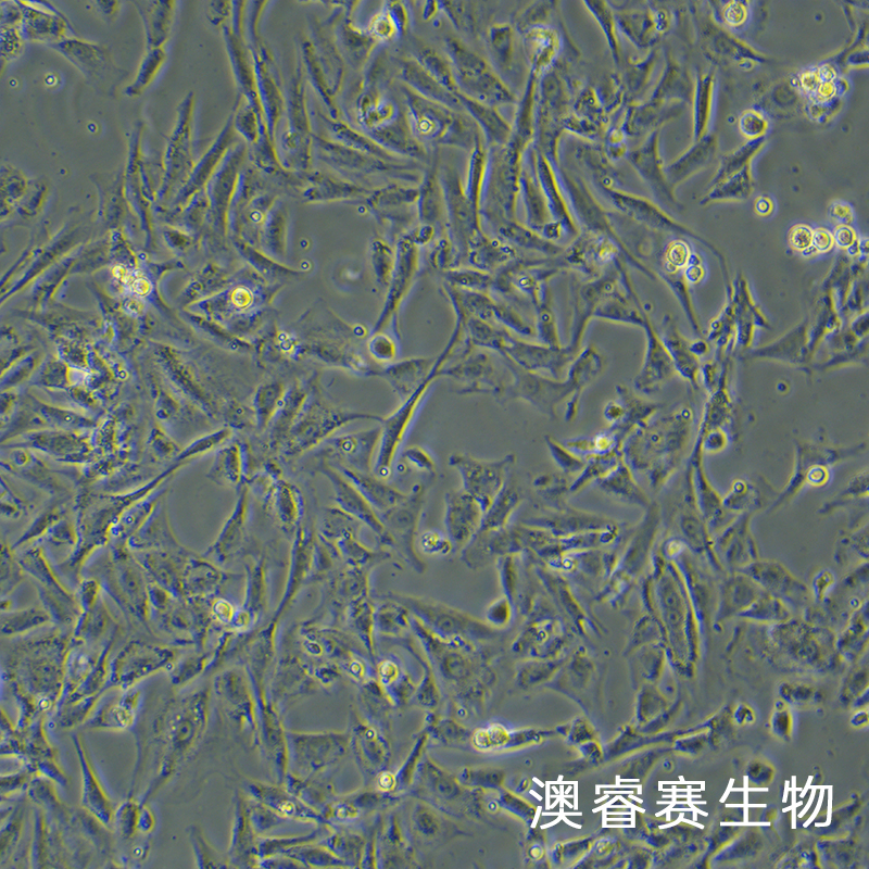 RS1（大鼠皮肤成纤维样细胞）