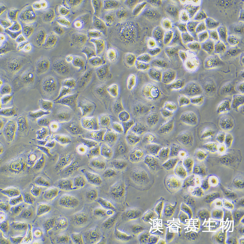5-8F（鼻咽癌细胞株）