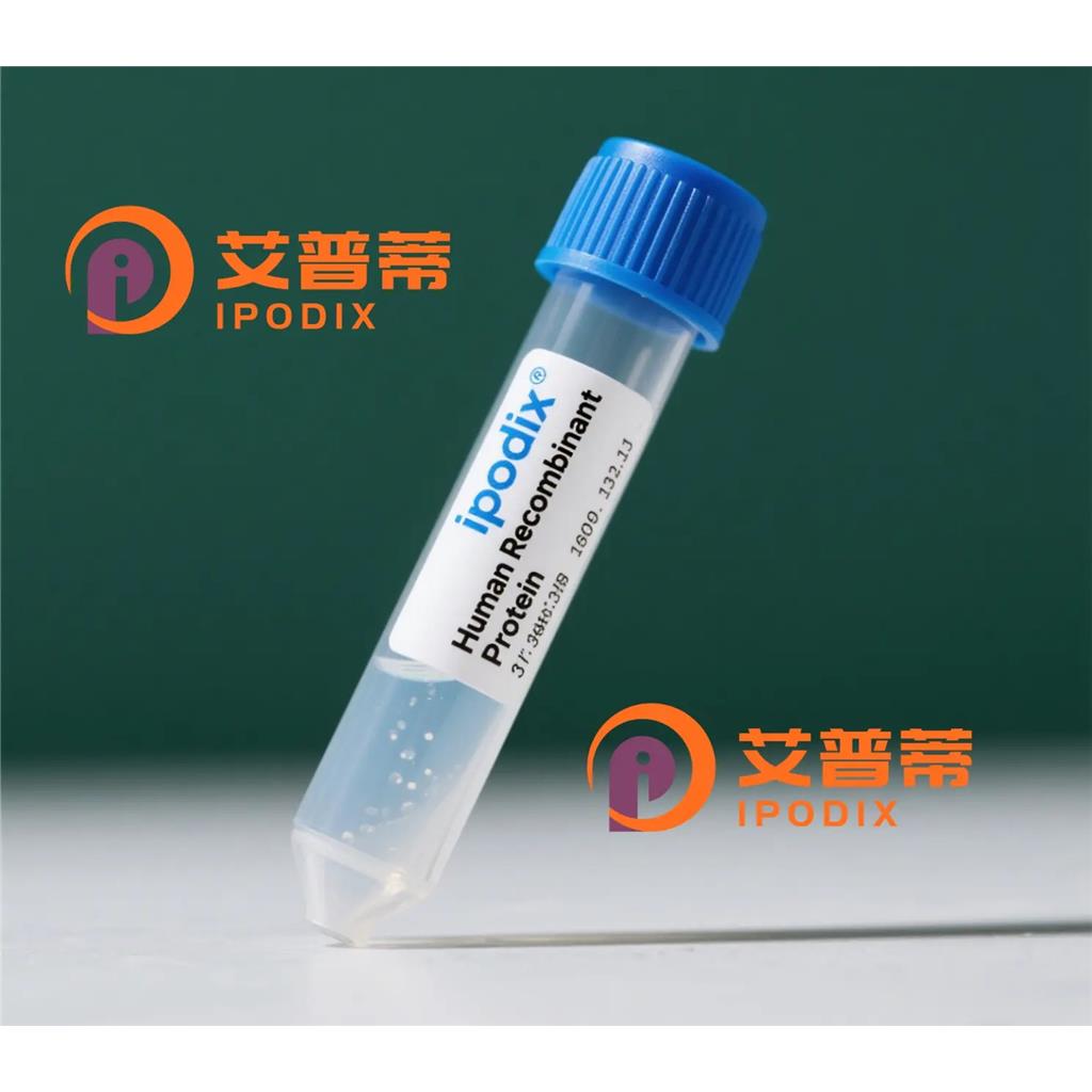 Phospho-TAOK1/2/3 (Ser181/Ser181/Ser177)抗体;Phospho-TAOK1/2/3 (Ser181/Ser181/Ser177) Antibody—艾普蒂