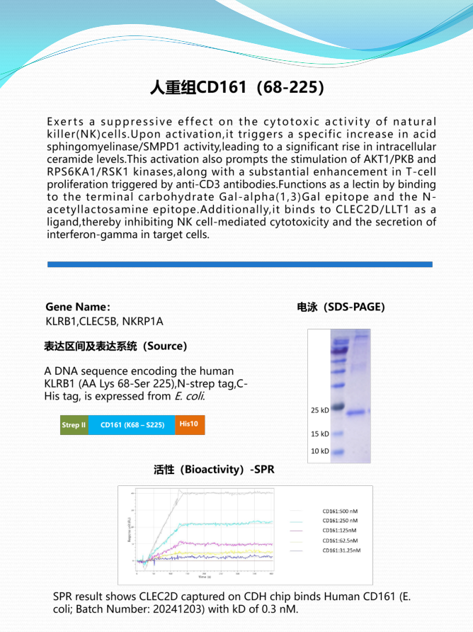 人重组CD161 (68-225)