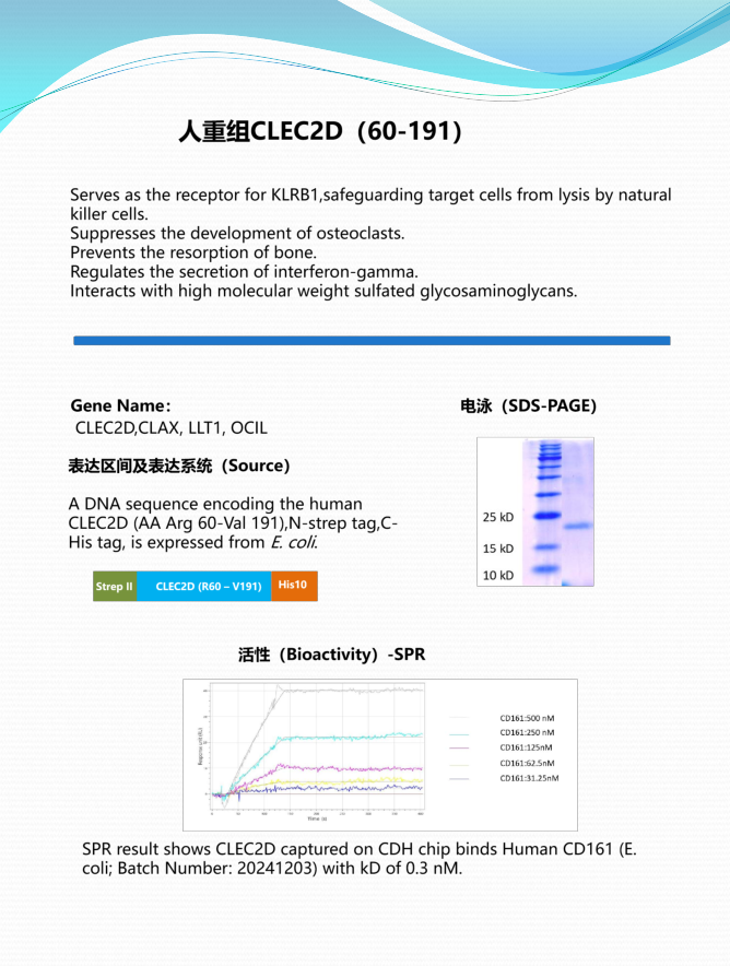 人重组CLEC2D (60-191)