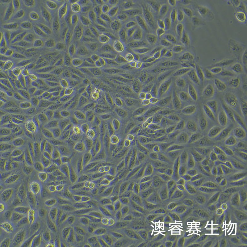 tpc-1（人甲状腺乳头状细胞）