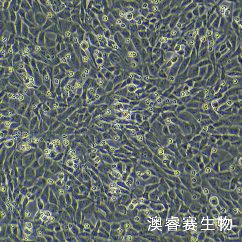 HT22（小鼠海马神经元细胞系）
