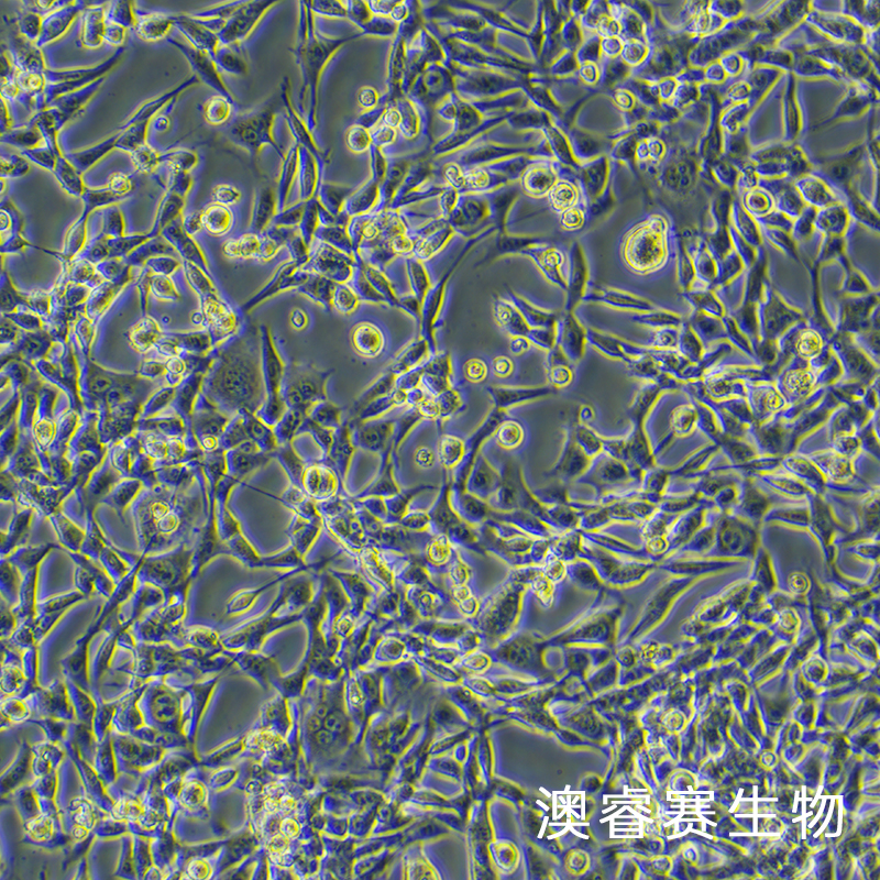 TC-1（小鼠肺上皮细胞）