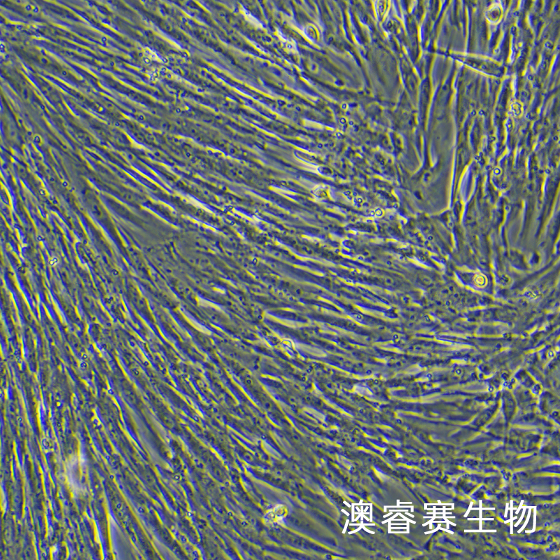 MRC-5（人胚肺成纤维细胞）
