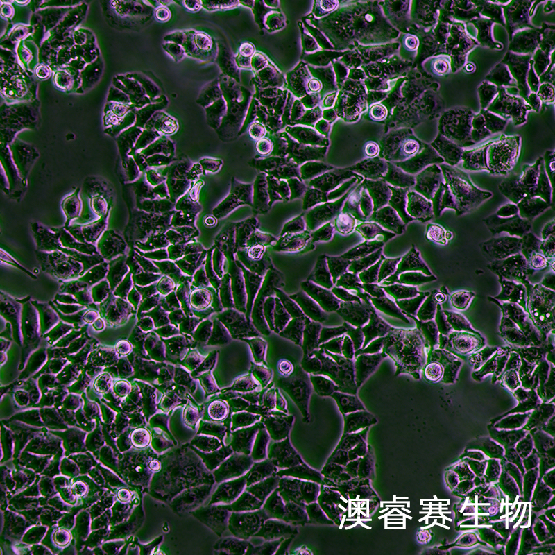 MUTZ-3（急性非淋巴白血病细胞）