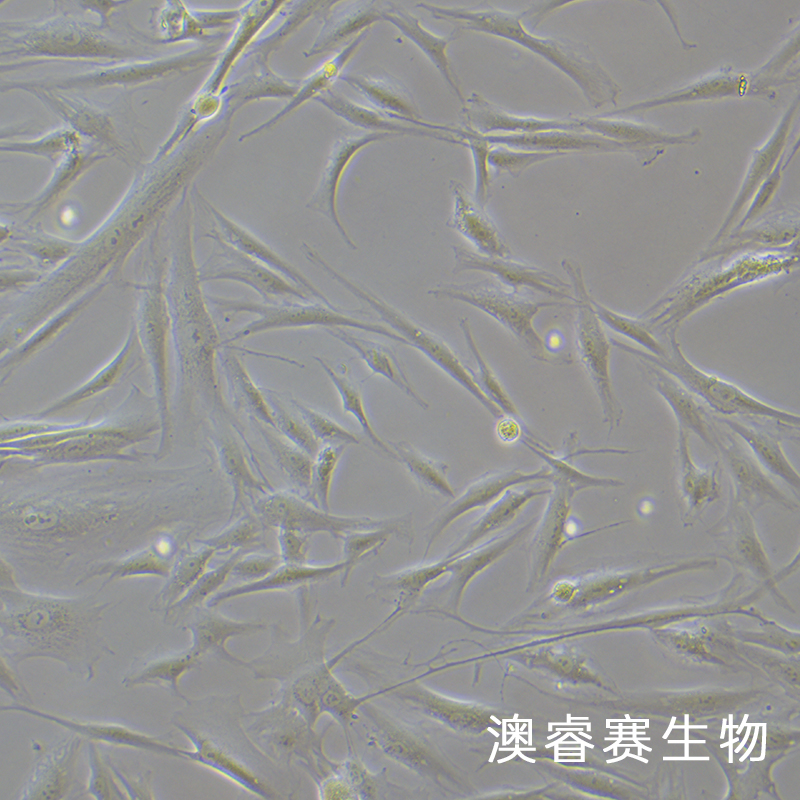HFF（人正常皮肤细胞）