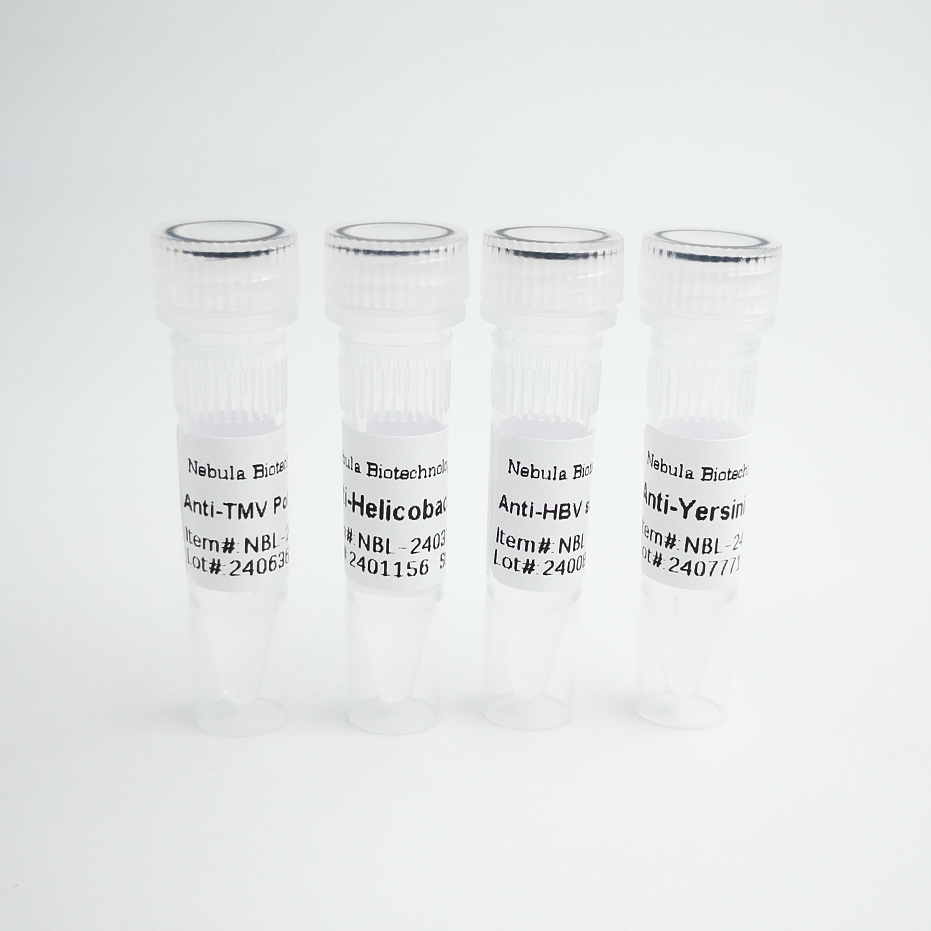 Tau441蛋白 | Recombinant Human Tau441