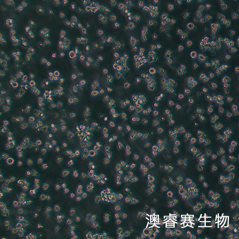 BA/F3（小鼠原B细胞株）