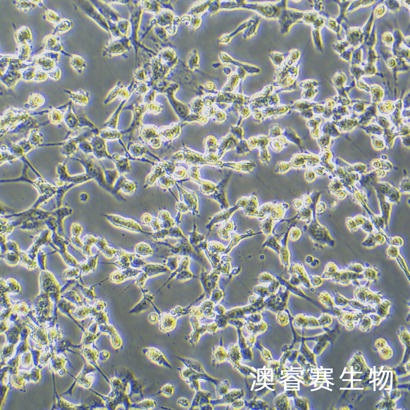 3T3-Swiss albino（小鼠胚胎成纤维细胞）