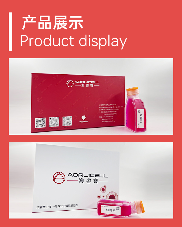 NCI-H2009（人肺腺癌细胞）