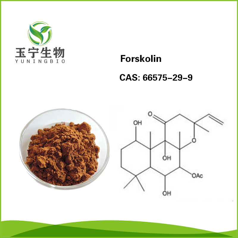 毛喉鞘蕊花提取物(弗斯可林)  66575-29-9