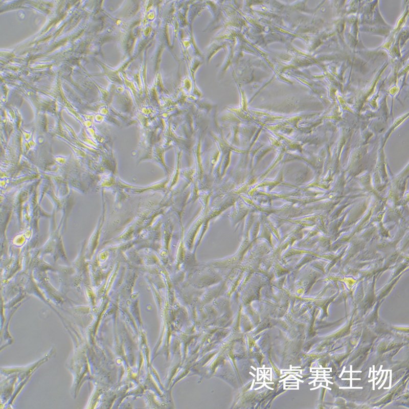 HBZY-1（大鼠肾小球系膜细胞）